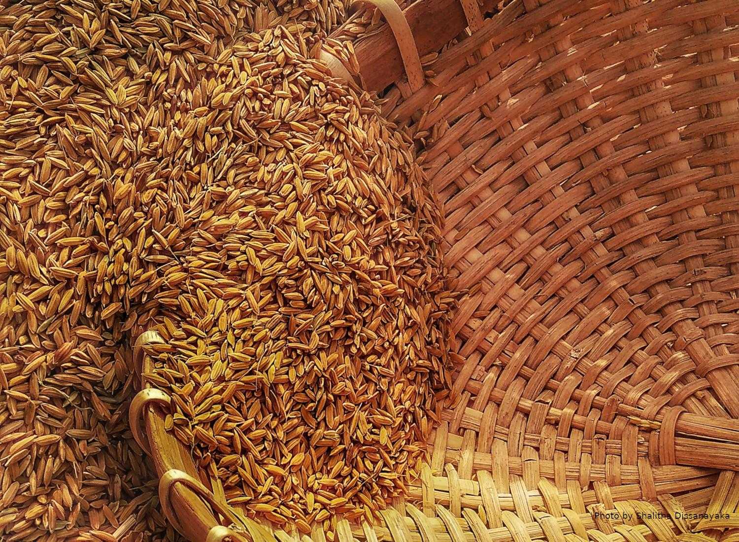 Ukraine confirms record grain harvest 2