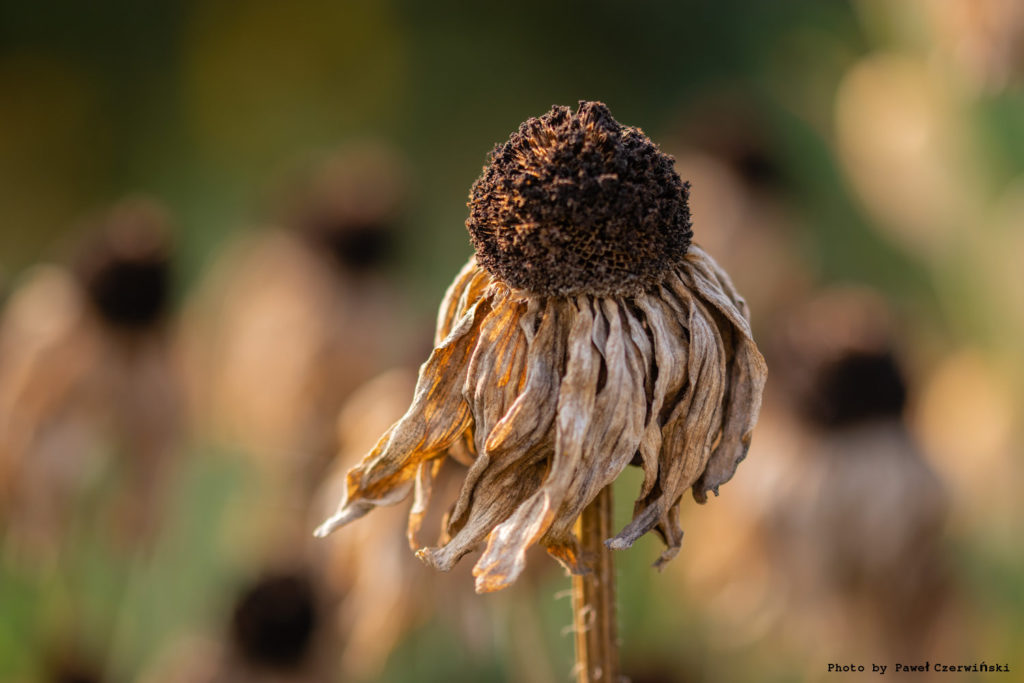 Ukraine’s grain harvest will be down by 20% this year due to drought
