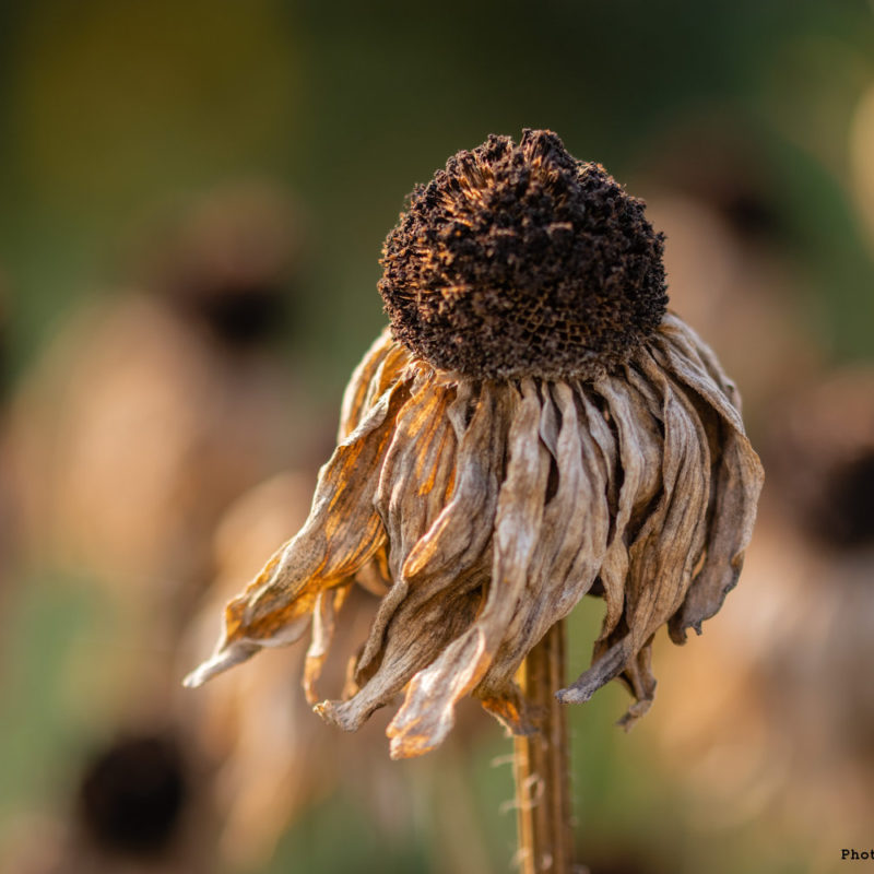 Ukraine’s grain harvest will be down by 20% this year due to drought