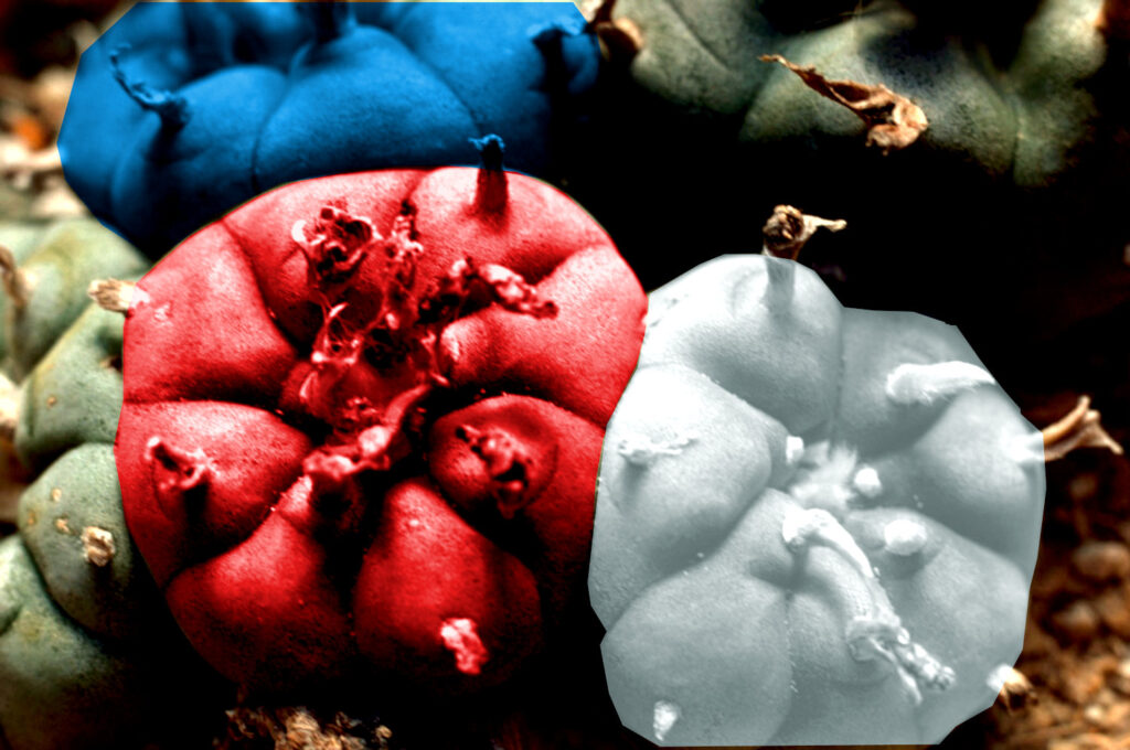 Peyote-induced spell cast. Ever since russian full-scale invasion, we’ve been subject to esteemed experts calling two sides to negotiating table