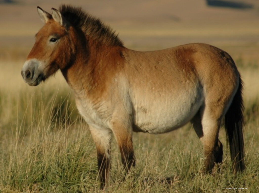 russians steal horses, zebras and bison from Ukraine’s Biosphere Reserve “Askania-Nova”
